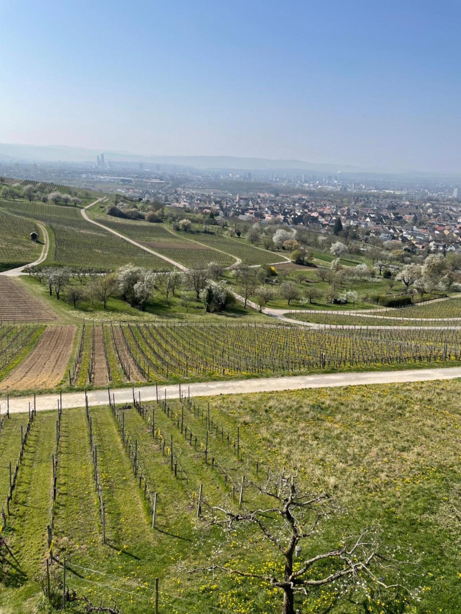 Landgasthof Rebstock Weil Am Rhein / Basel ภายนอก รูปภาพ